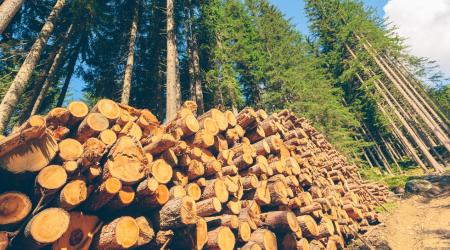 Timberland  Housing Starts Rebound Key to Timber REITs’ Success Housing Starts Rebound Key to Timber REITs Success
